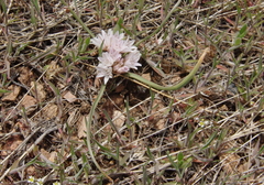 Lophioprason