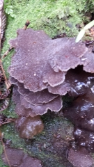 Pseudohydnum orbiculare