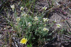 Polyctenium fremontii