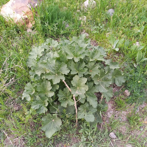 Alcea nudiflora, photograph 3