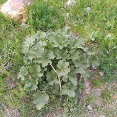 Alcea nudiflora, photograph Alexander Dubynin, CC BY, iNaturalist via GBIF