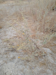 Sphaeralcea coulteri