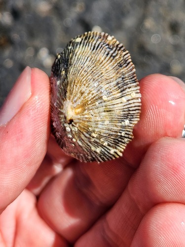 Siphonaria pectinata