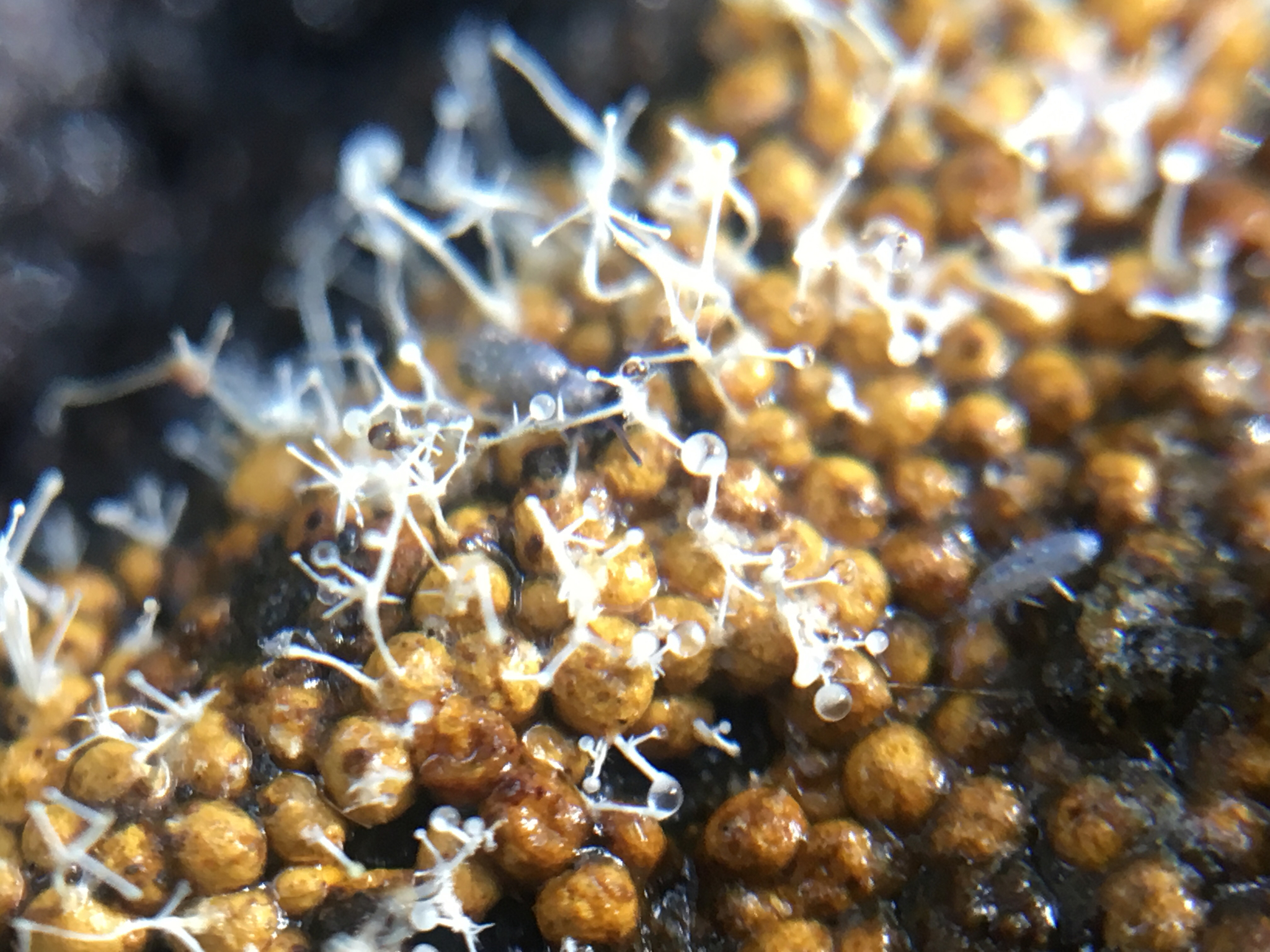 Polycephalomyces tomentosus image