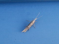 Ypsolopha mucronella