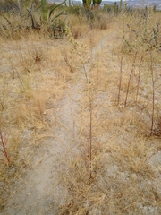 Sphaeralcea coulteri