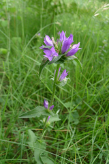 Campanula glomerata glomerata