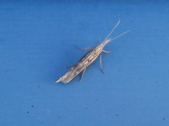 Ypsolopha mucronella