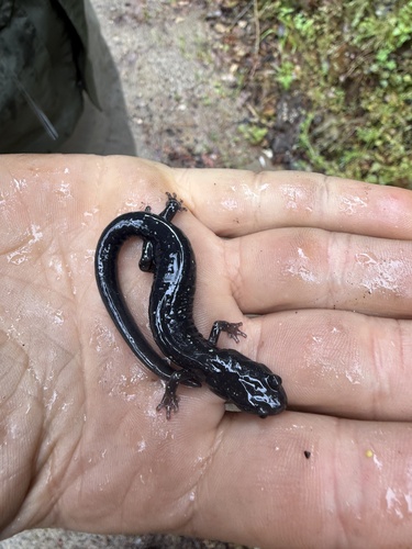 Shasta Black Salamander, Aneides iecanus