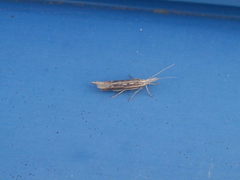 Ypsolopha mucronella
