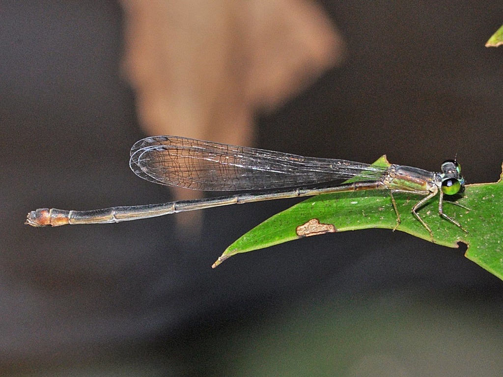 Guanacaste Swampdamsel