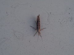 Ypsolopha mucronella