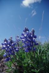 Lupinus lepidus sellulus