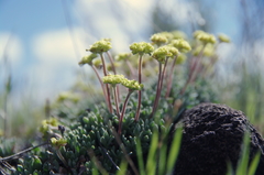 Eriogonum caespitosum