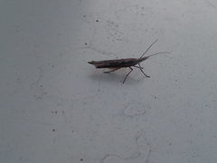 Ypsolopha mucronella