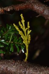 Arceuthobium tsugense