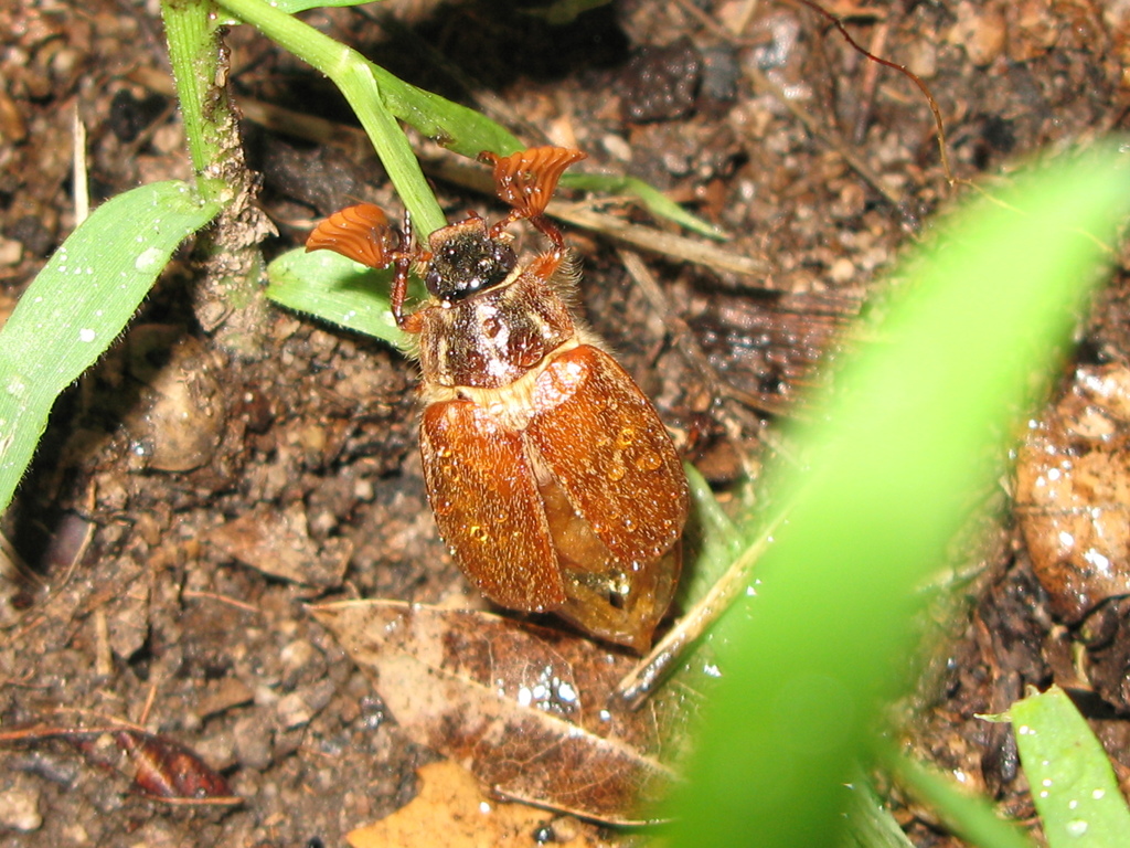 Polyphylla hirsuta
