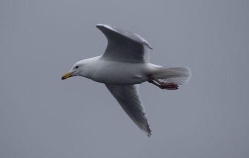Glaucous-winged Gull, photo 8 of 9