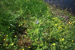 Amsonia tabernaemontana