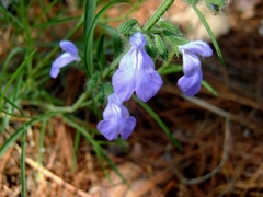 Salvia heterotricha