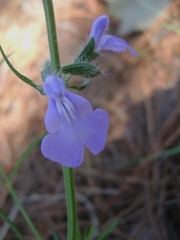 Salvia heterotricha