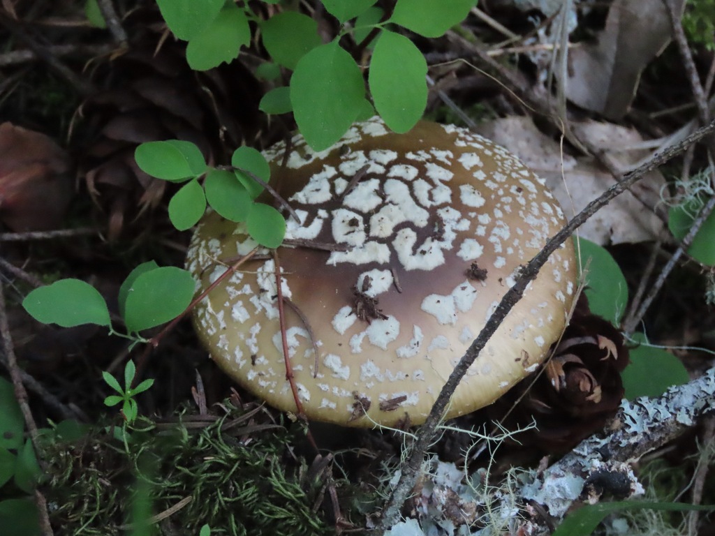 Amanita pantherinoides · April 2026 · photo: © enspring (iNaturalist, cc0)