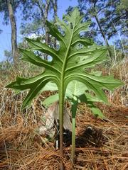 Psacalium platylepis