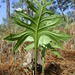 Psacalium platylepis - Photo (c) Victor Quintero F., algunos derechos reservados (CC BY-NC), subido por Victor Quintero F.