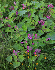 Proboscidea louisianica fragrans