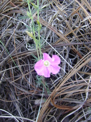 Ipomoea capillacea