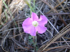 Ipomoea capillacea