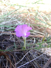 Ipomoea capillacea