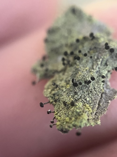 Green Stubble Lichen