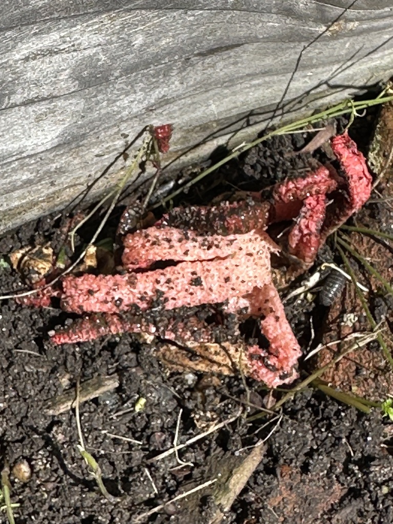 Clathrus archeri · April 2026 · photo: © barbarab (iNaturalist, cc-by)