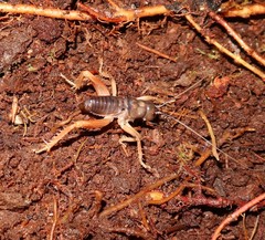 Cratomelus