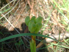 Sisyrinchium cernuum