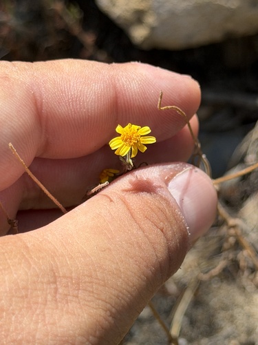 Lasthenia coronaria, photograph 2