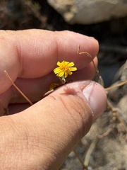 Lasthenia coronaria, photograph (c) Ian McFaul, some rights reserved (CC BY)