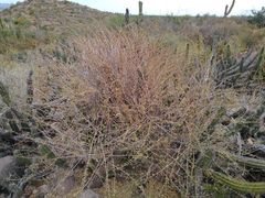 Euphorbia magdalenae