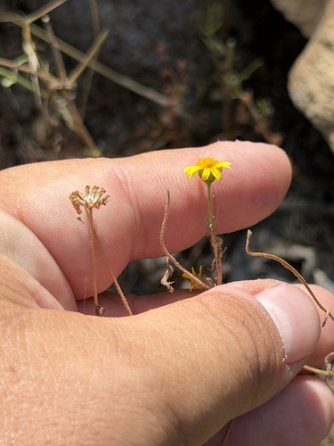 Lasthenia coronaria