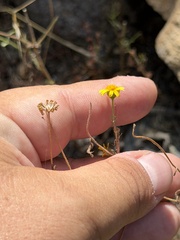 Lasthenia coronaria