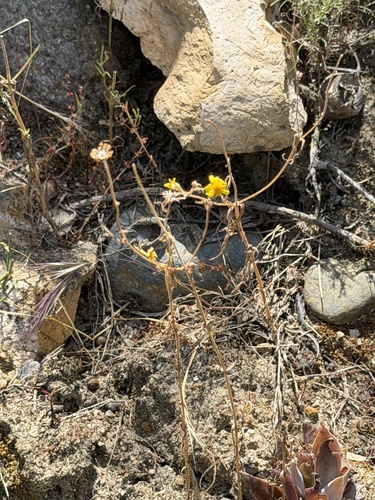 Lasthenia coronaria, photograph 3