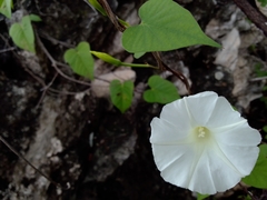 Ipomoea puncticulata
