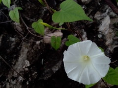 Ipomoea puncticulata