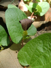 Aristolochia bracteosa