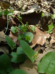 Aristolochia bracteosa