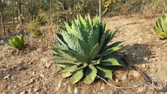 Agave cupreata