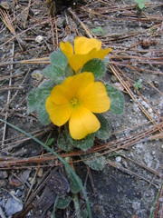 Turnera callosa