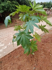 Ricinus communis