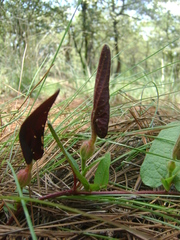 Aristolochia bracteosa